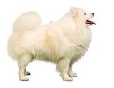 Dog waste pollutes municipal water systems and waterways.