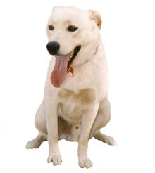 We are Omaha's Premier Pet Waste Management Service!!
