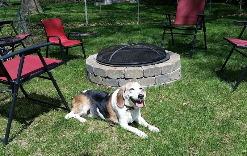 Dog lounging in sunny, clean grass.