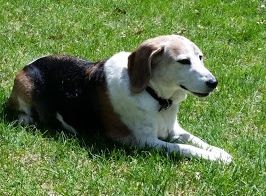 Dog resting in the sun