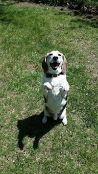 Happy dog sitting up to say hello